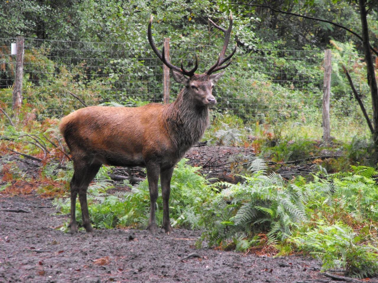 Cabane Des Cerfs Allons  Екстериор снимка